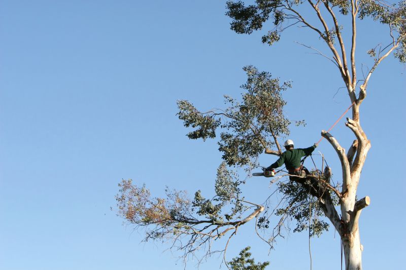Tree trimming professionals at work